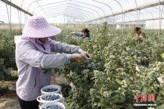 全市蓝莓种植已笼盖兴宾区农场、凤凰镇龙岩村